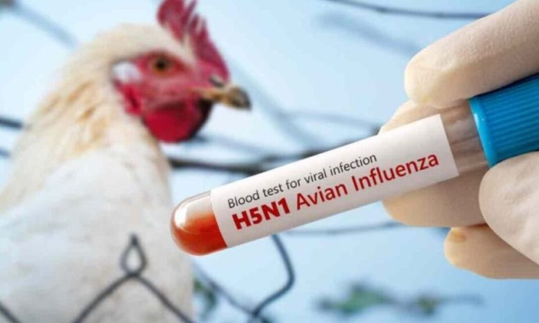 Confirman gripe aviar en mercado de Nueva Jersey